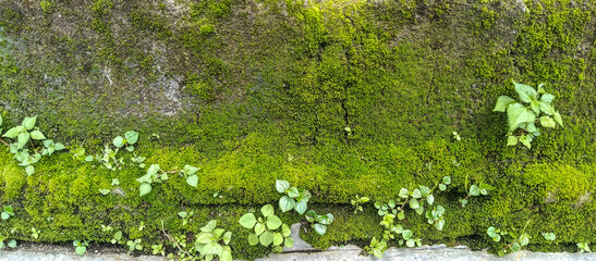 green moss on the stone