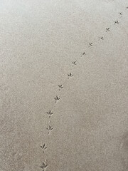 Smooth wet sand with bird track on it. Seagull prints.