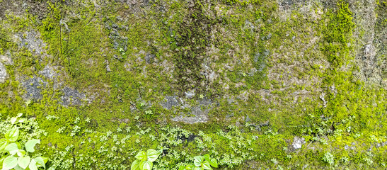 green moss on the stone