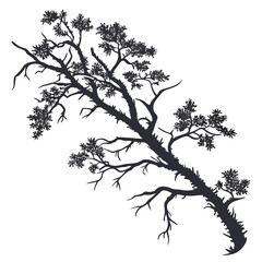 Fototapeta premium Lichen Growth vector silhouette black design white background