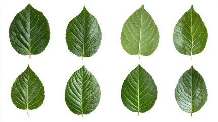 Naklejka premium Diverse Green Leaves Collection Natural Environment Botanical Photography Close-Up Leaf Structures