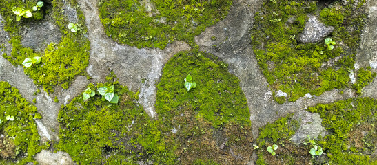 green moss on the stone