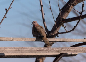 A turtle dove sits on a board against the background of the blue sky and looks at the camera