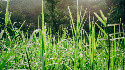 A peaceful meadow with lush green grass adorned with glistening dew under the gentle rays of the morning sun
