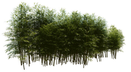 Bamboo forest on transparent background PNG. 3D rendering