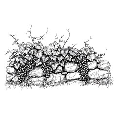 Black and white ink sketch of grapevines growing on a low stone wall.