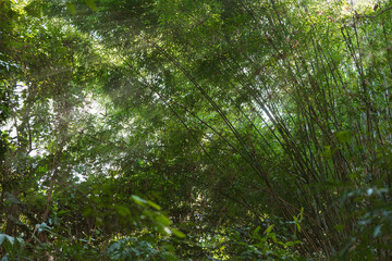 sunshine with trees in the forest