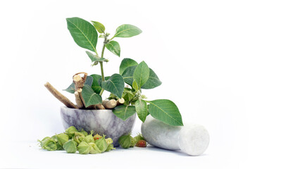 Commonly known as Ashwagandha, is an important medicinal plant that has been used in Ayurved
