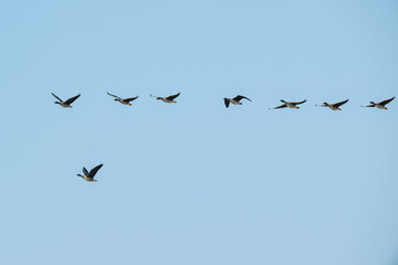 Obraz premium Bean goose flying in the sky