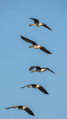 Bean goose flying in the sky