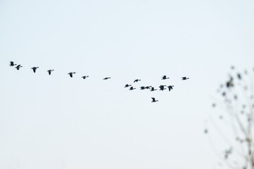 Large flock of migratory birds flying in the sky.