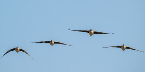 Bean goose flying in the sky, toward camera