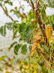 Telaraña 