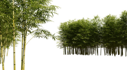 Bamboo forest on transparent background PNG. 3D rendering