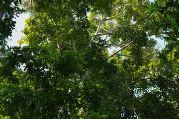 Fototapeta premium sunshine with trees in the forest