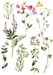 watercolor drawing flowering plants, wild flowers and herbs at white background, natural elements, hand drawn botanical illustration