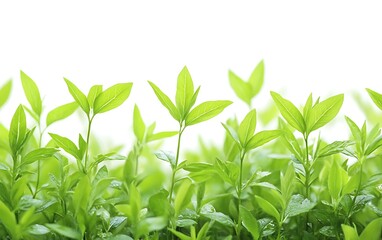 Obraz premium Vibrant green sprouts against a white background.