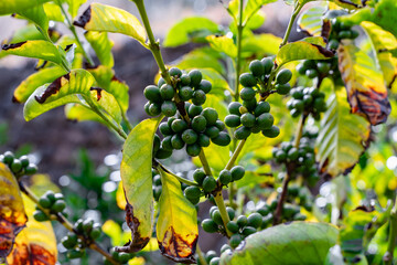 Green coffee beans on a coffee tree branch surrounded by lush foliage showcasing the early stage of coffee production before harvesting.