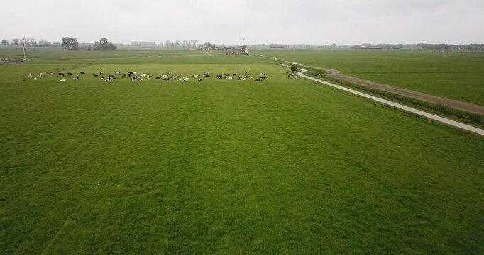 Field with green grass on which a herd of cows graze. Netherlands, spring, cloudy day. Drone shot above the field.