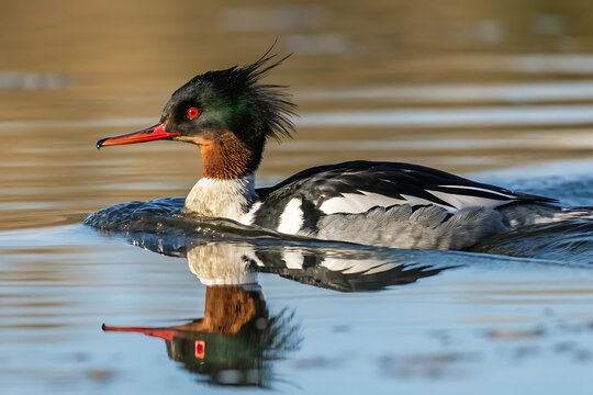 Male red-breasted merganser swimming in tranquil waters.