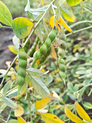 Obraz premium pigeon pea agriculture field
