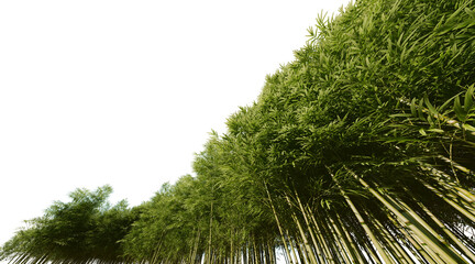 Bamboo forest on transparent background PNG. 3D rendering