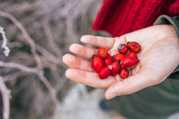 a handful of red ripe rosehip