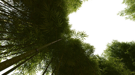 Bamboo forest on transparent background PNG. 3D rendering