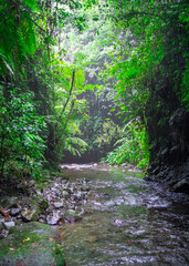 A tranquil forest scene with a clear river, rocky terrain, and lush vegetation climbing the canyon walls