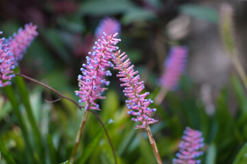 Aechmea gamosepala flower in the garden
