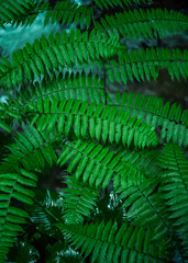 Close up of vibrant green fern leaves with symmetrical patterns and water droplets, showcasing natural textures and tropical foliage