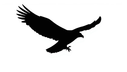 Fototapeta premium Eagle silhouette soaring against white background
