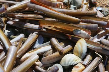 Messermuscheln; Knife's mussels