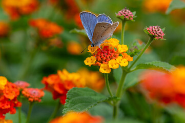 Common blue butterfly, polyommatus icarus, feeding from orange lantana flowers. Milna, Brac Island, Croatia