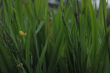 grass in the morning