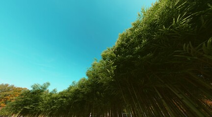 Bamboo forest wallpaper on clear blue sky. 3D rendering