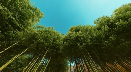 Bamboo forest wallpaper on clear blue sky. 3D rendering