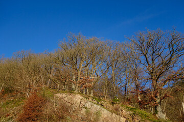 a group of bare trees on a hillside. The trees are tall and slender with no leaves, and their branches are bare, indicating that it is winter. The sky is clear and blue