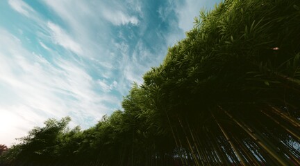 Bamboo forest wallpaper on clear blue sky. 3D rendering