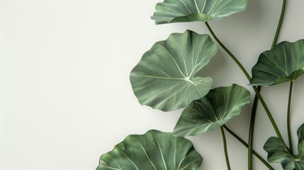 Green Tropical Leaves on a White Background. Colocasia Esculenta Plant.