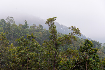 The forest in fog, northern Thailand