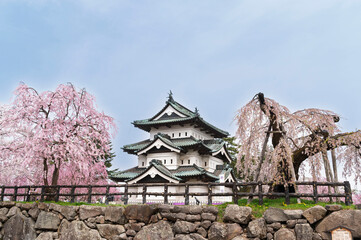Cherry blossom or Sakura full bloom in the Hirosaki Castle traditional Japanese castle Park at...