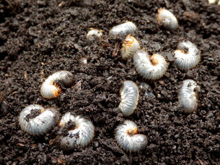 Close up of a large white grubs found in a compost heap. The larva of a chafer beetle...