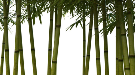 Close-up of bamboo trunk on transparent background PNG. 3D rendering
