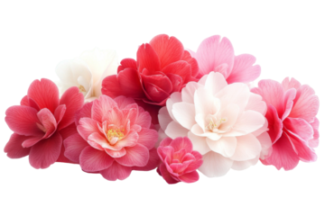 A beautiful arrangement of Camellia japonica flowers is artfully displayed against a pristine white background, showcasing their delicate petals and vibrant colors.
