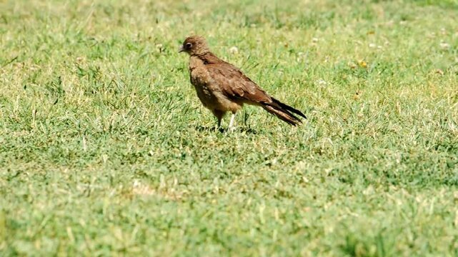 Young Chimango on grass looking for food, also called Tiuque, native to South America