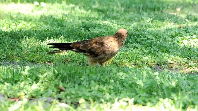 Chimango drinking water from puddle, also called Tiuque, native to South America