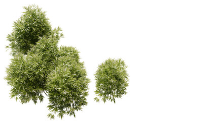 Cluster of bamboo trees on transparent background PNG. 3D rendering