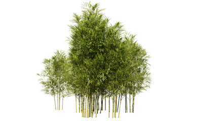 Cluster of bamboo trees on transparent background PNG. 3D rendering