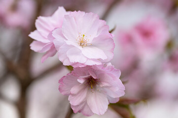 Japanese cherry Blossom (Sakura tree) spring season or hanabi season in japan, outdoor pastel color background